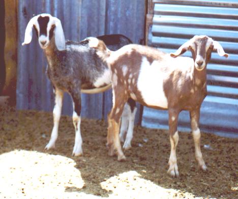 Claire with half-sister Dee, September 2002