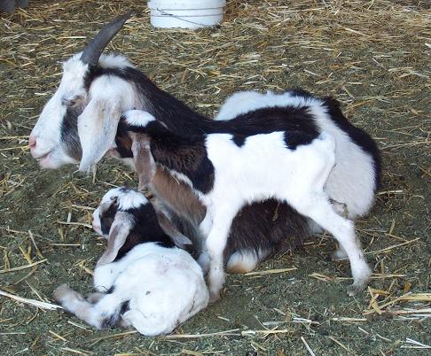 Newborn Charlotte with twin brother Wilbur and momma, Dazzle