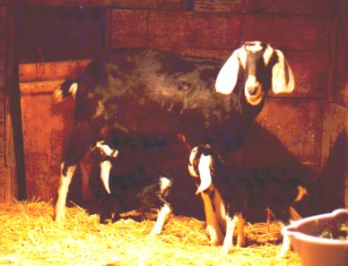 Milly and her twins 2-14-02