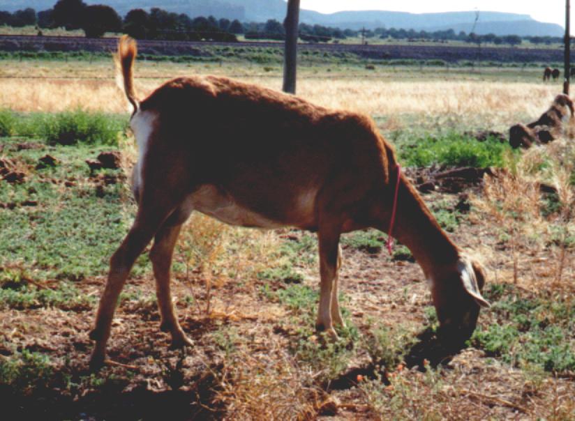 Sandee as a yearling